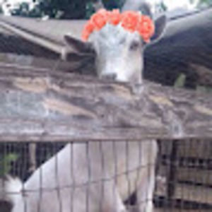 Meet your Posher, Angelica